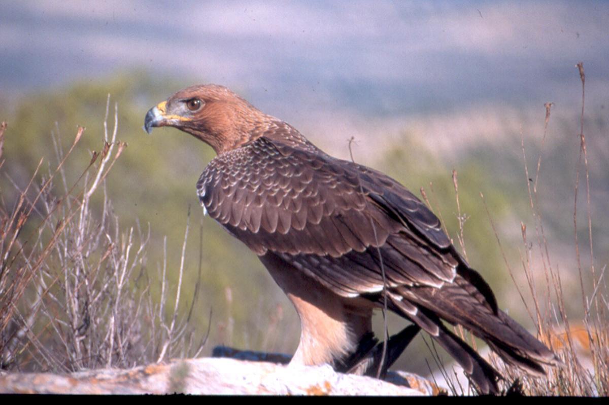 La provincia cuenta con zonas de especial protección para las aves con una amplia dispersión de rapaces