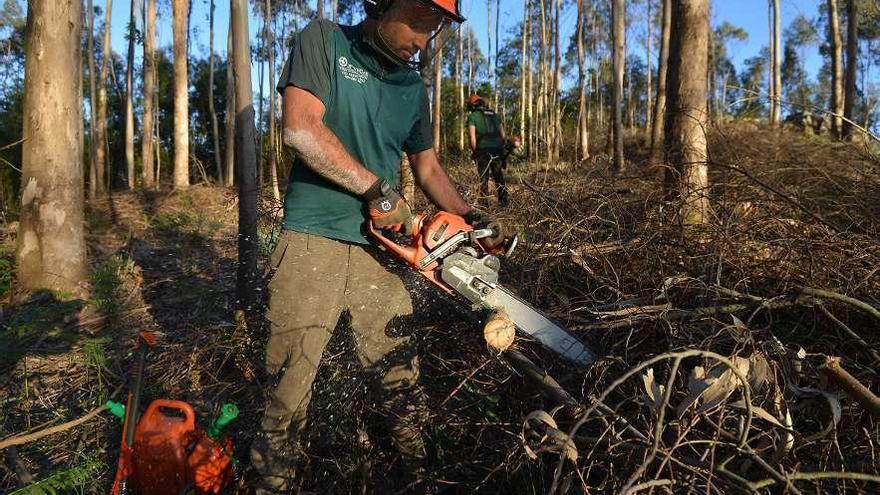 Un operario realiza labores de tala y limpieza en un monte pontevedrés. // Gustavo Santos