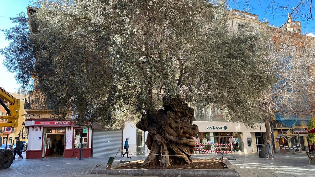 El olivo fue plantado en la plaza de Cort en 1989 procedente de la finca de Pollença Petrutxela petita.