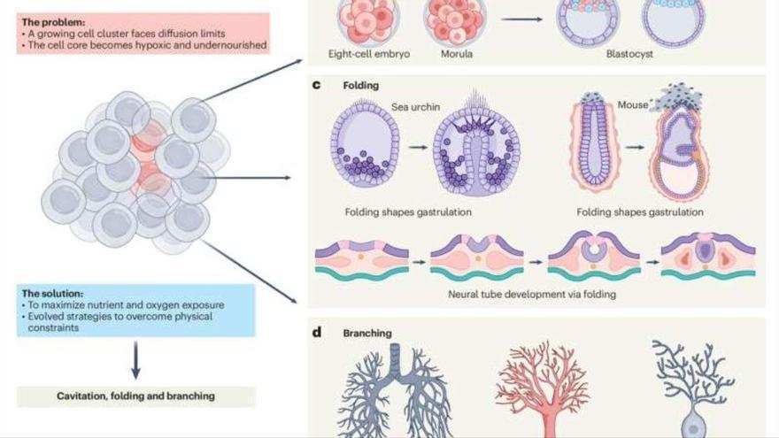 La vida compleja no surgió solo por la genética: la física también habría sido clave