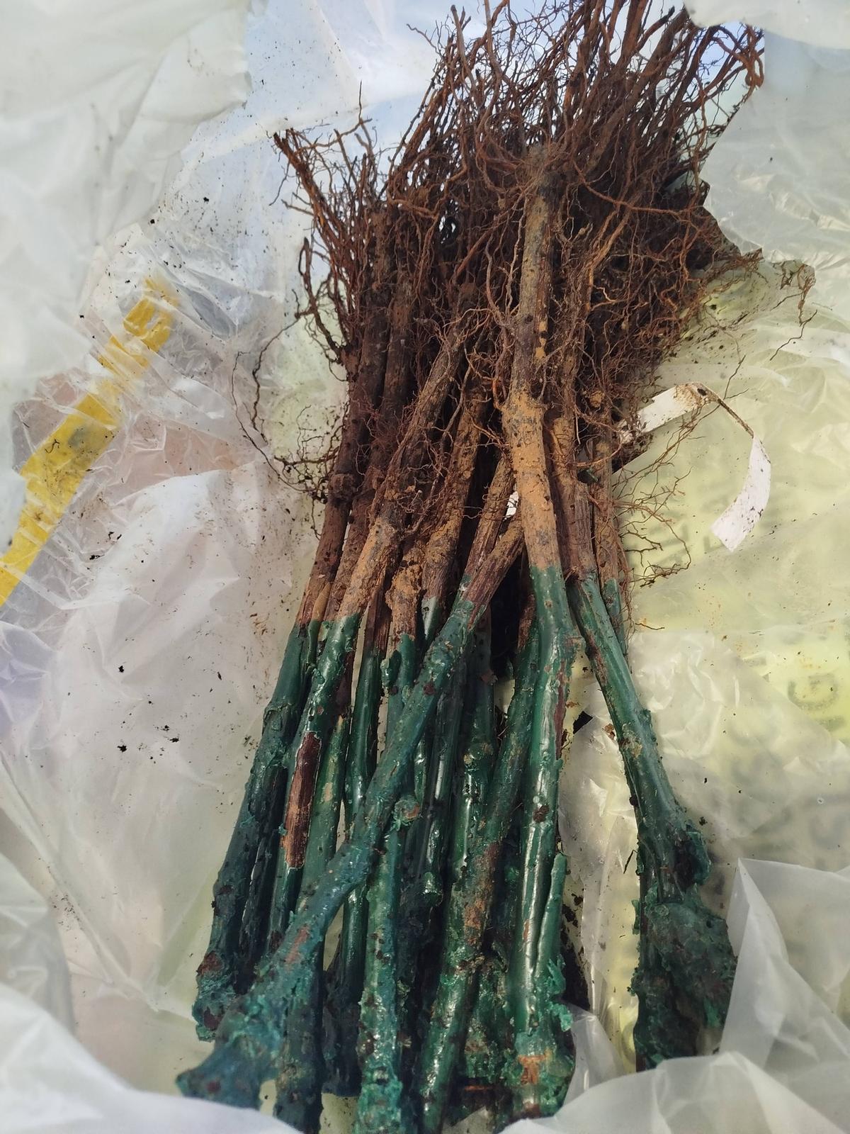 Detalle de las plantas.