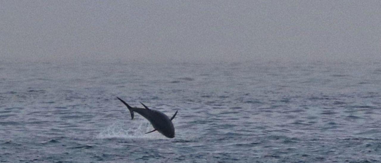 El salto del atún rojo captado por Manuel Ángel Agulla frente a Udra.