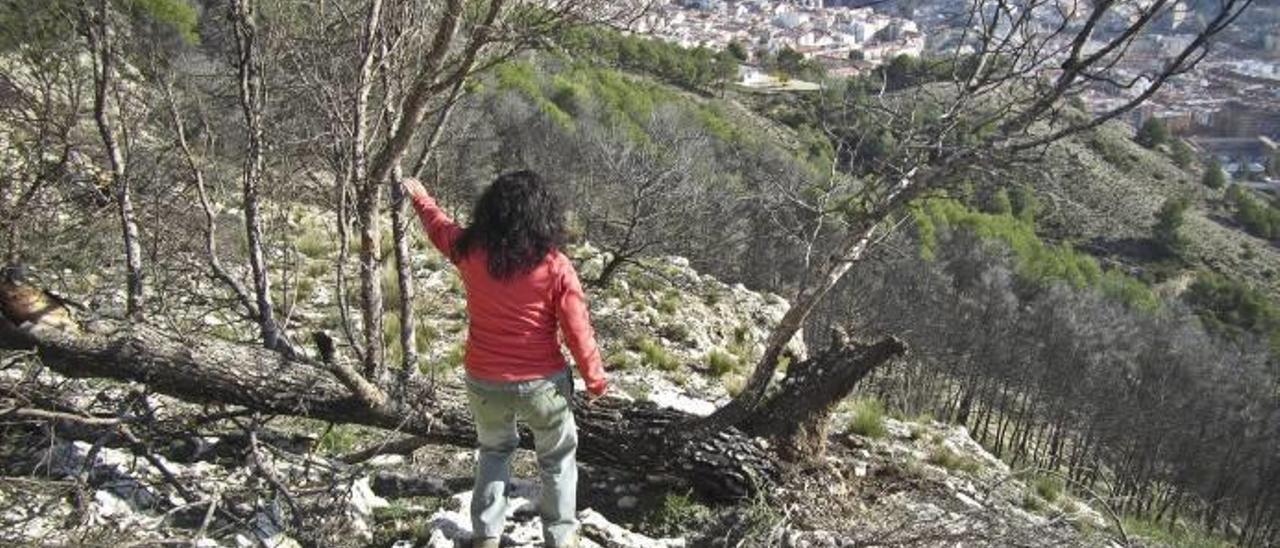 Amenaza de plagas en Mariola