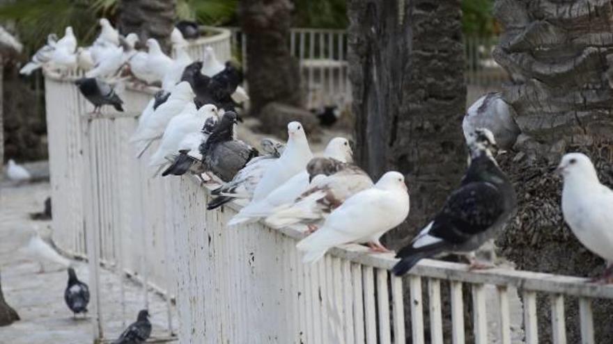 Palomas en los estanques del Parque Municipal de Elche.