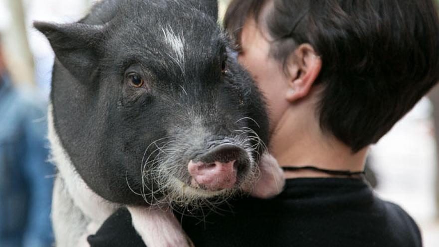 La Navidad es la peor época para los animales debido a la gran instrumentalización de los mismos para disfrute de las personas.