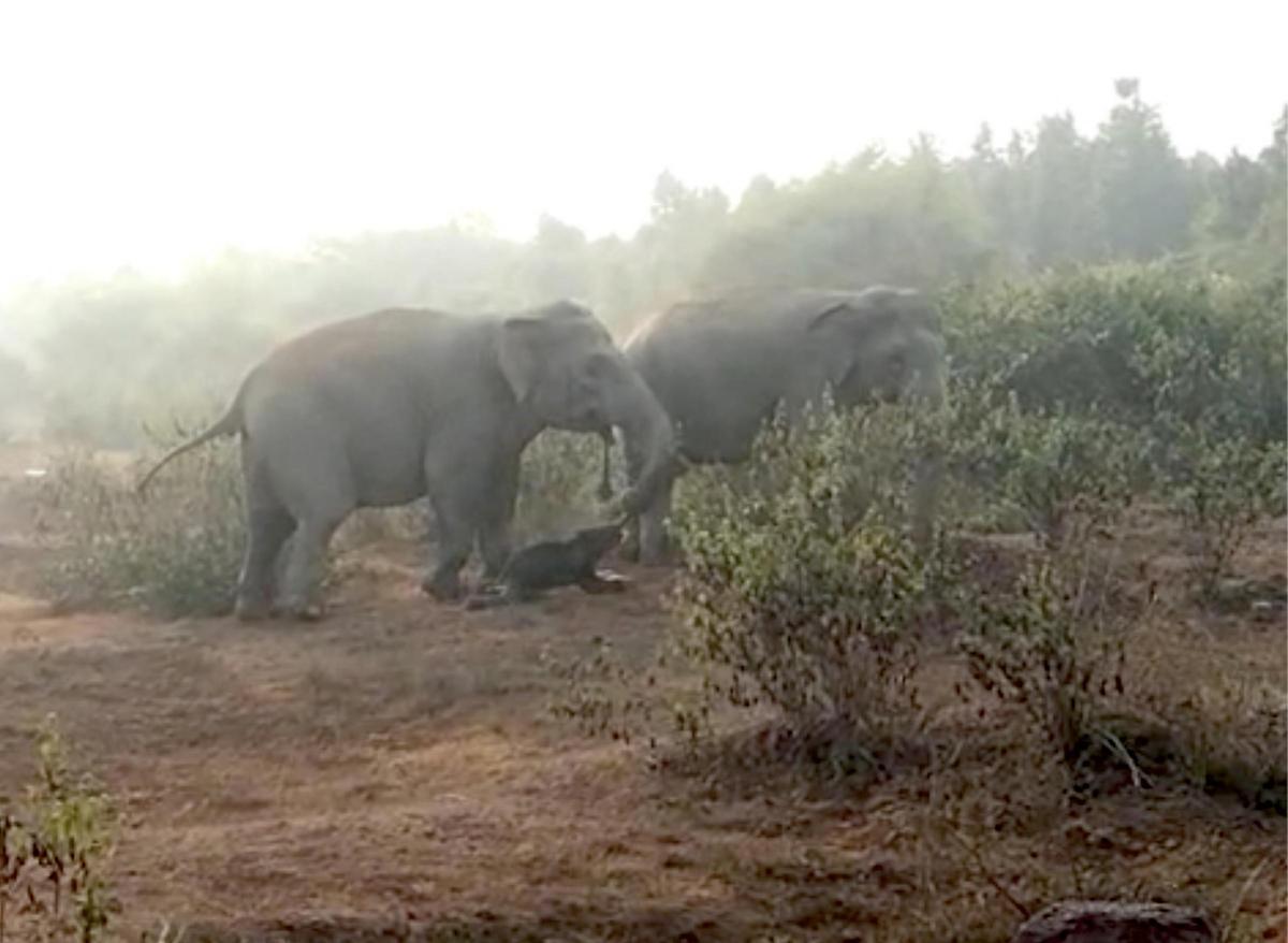Una hembra de elefante traslada a su cría muerta a un sitio apartado para enterrarla.