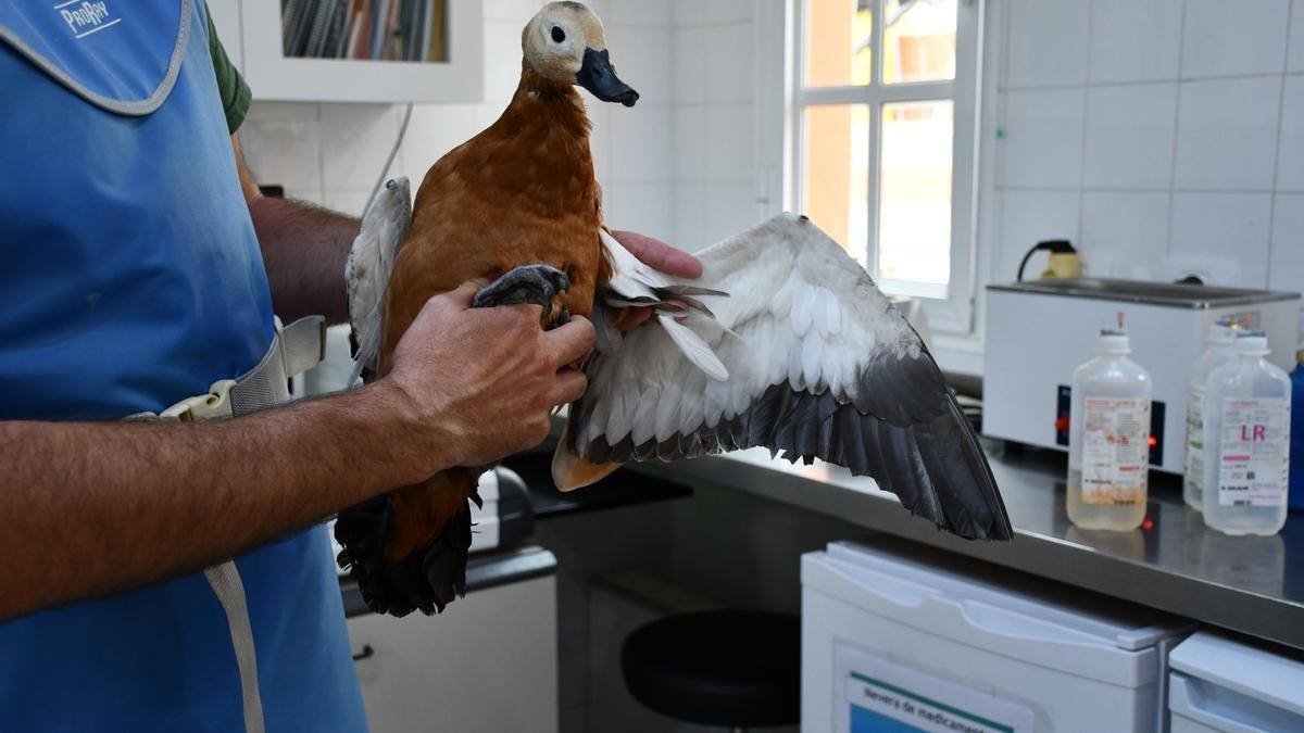 El ejemplar de tarro canelo al que le cortaron las plumas de las alas.