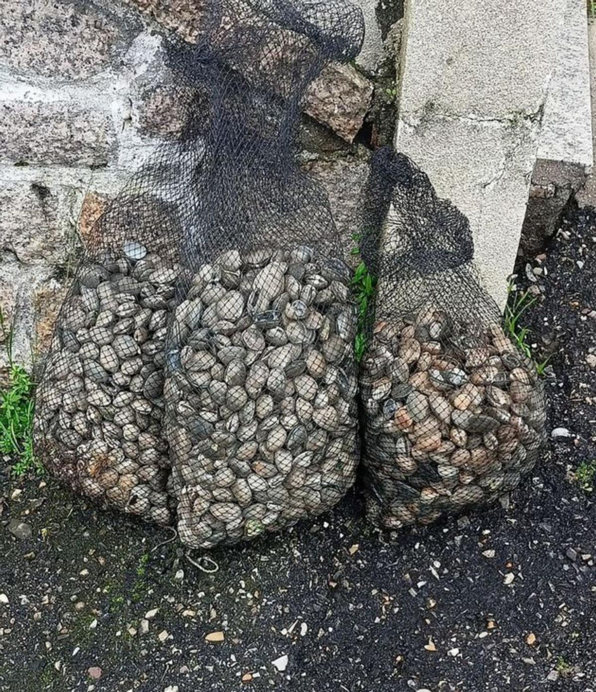 La alta mortandad y los furtivos arrinconan al marisqueo gallego de cara a la Navidad