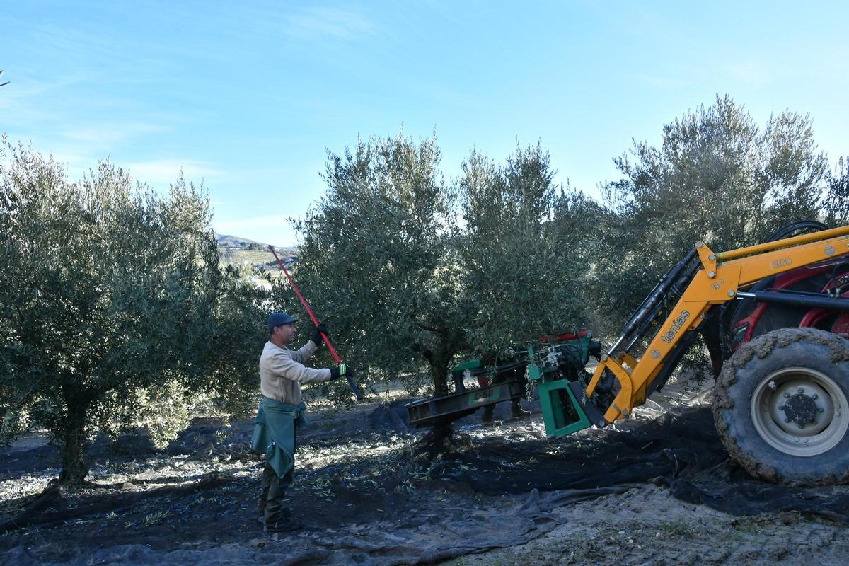 El aceite de oliva virgen extra posee numerosas propiedades saludables.