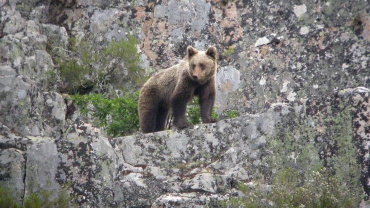 La población de oso pardo en el Pirineo ya es de 64 ejemplares