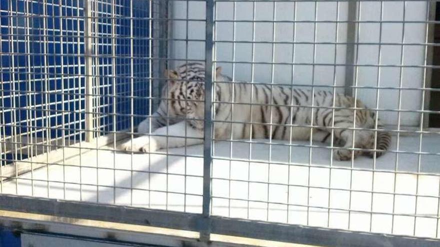 Imagen facilitada por Libera del tigre blanco enjaulado en la villa.