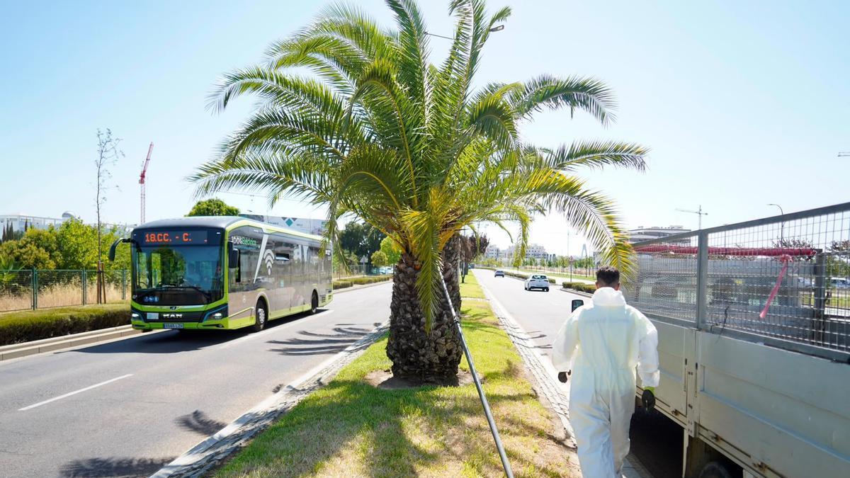 Un operario aplica el tratamiento contra el picudo rojo en una palmera de la avenida de Elvas de Badajoz.