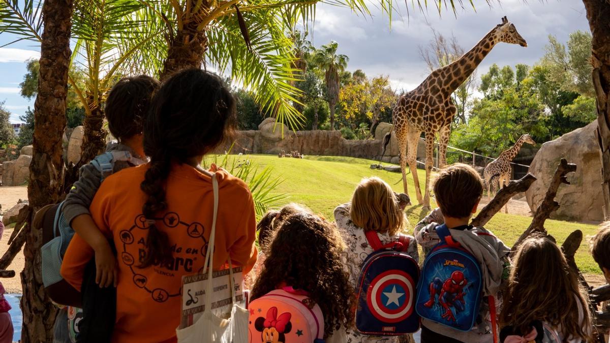 Un grupo de alumnos y alumnas contempla a las jirafas de Bioparc Valencia.