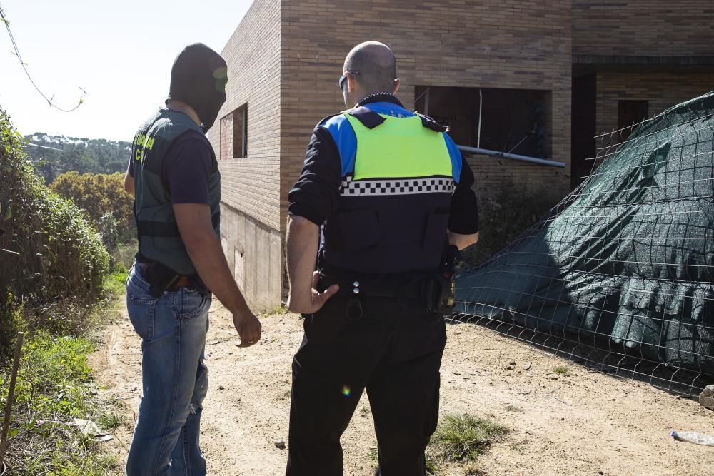 Dos detinguts i 1.500 plantes de marihuana descobertes en més escorcolls contra el clan de la Selva i el Gironès