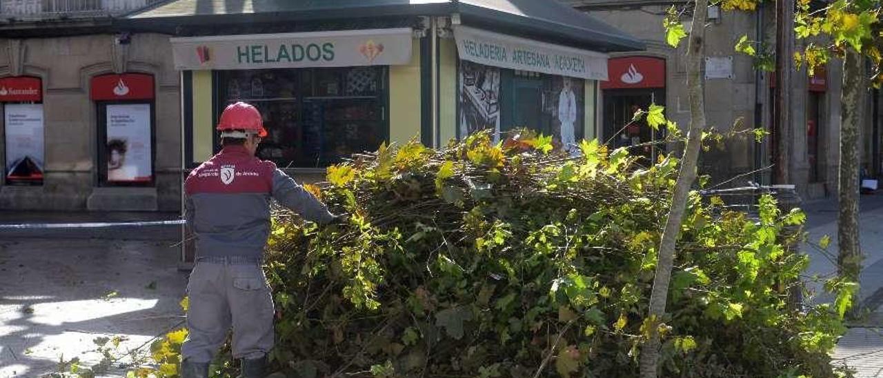 Trabajos de poda de árboles en la Alameda de Vilagarcía. // Noé Parga