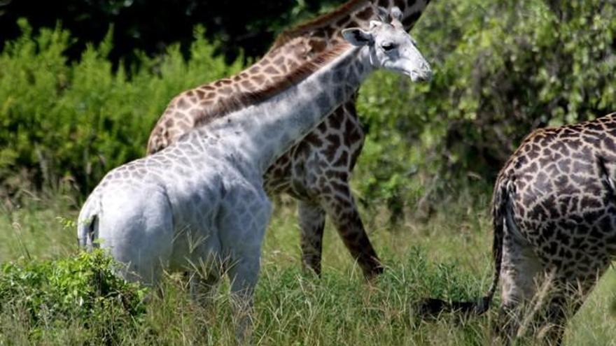 Omo, la jirafa blanca que corre peligro en Tanzania