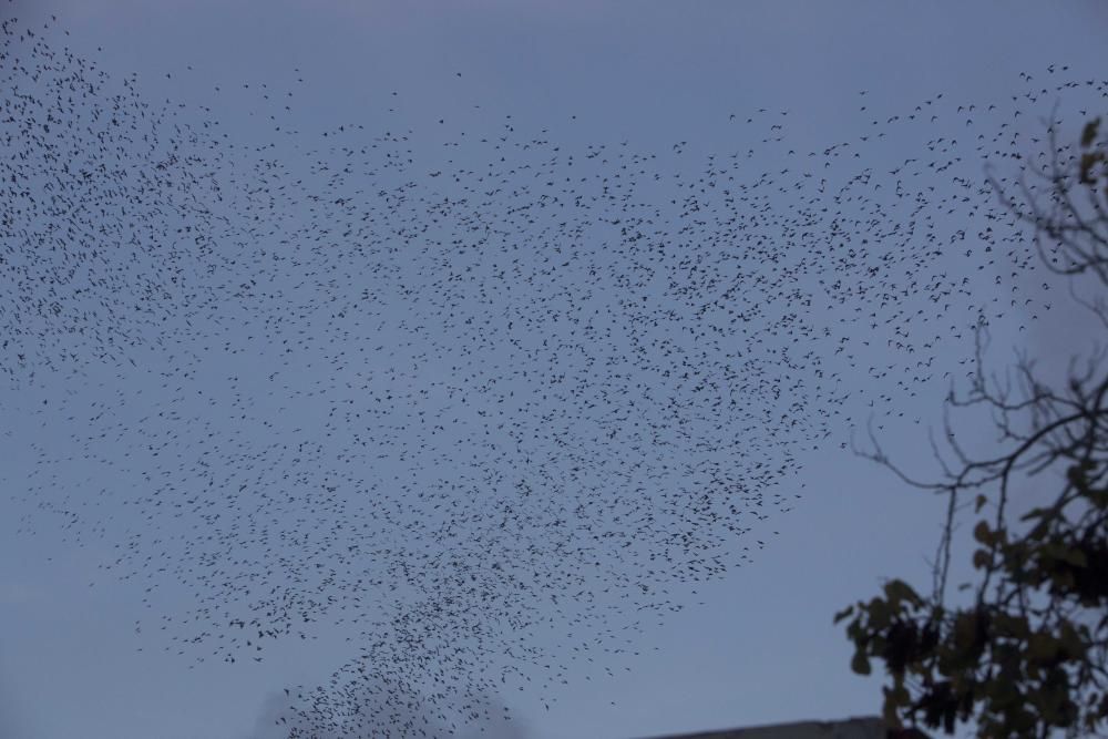 Miles de estorninos y tordos invaden Alicante