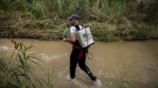 Trabajos de fumigación contra la mosca negra.