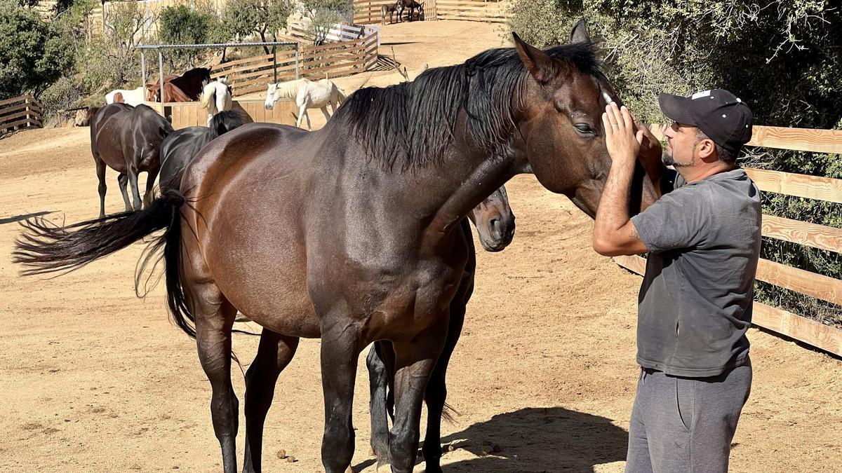 Algunos de los caballos decomisados, en un centro de recuperación.