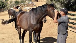 Algunos de los caballos decomisados, en un centro de recuperación.