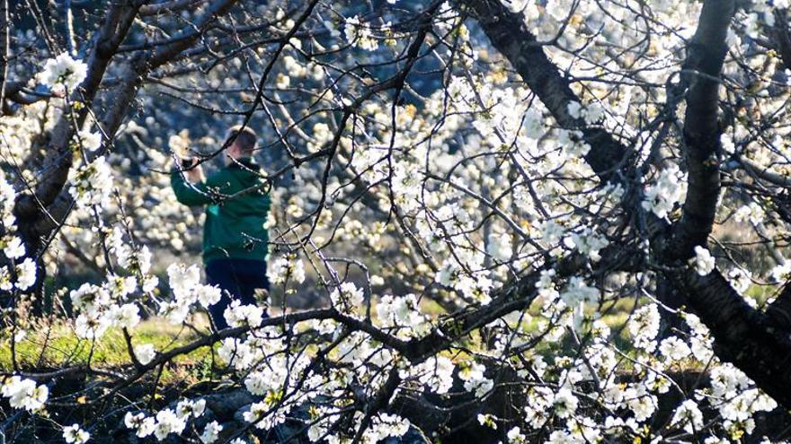 Ya se pueden ver las primeras flores en los cerezos del Jerte