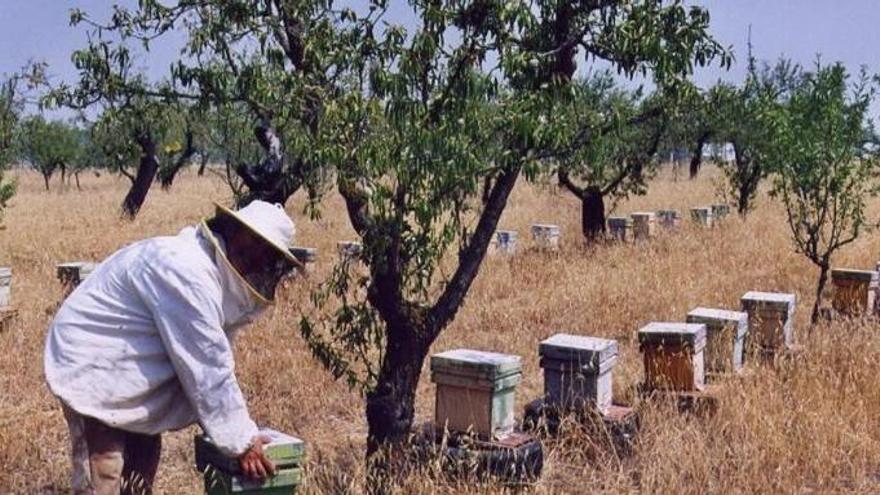 Unió de Pagesos proposa les abelles com a solució natural per recuperar la vegetació després dels grans incendis forestals