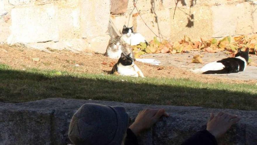 Una de las colonias de gatos de la capital.