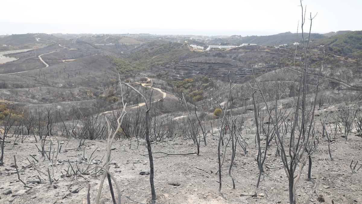 Un incendio en Sierra Bermeja provoca el desalojo de un millar personas en Estepona, Jubrique y Genalguacil