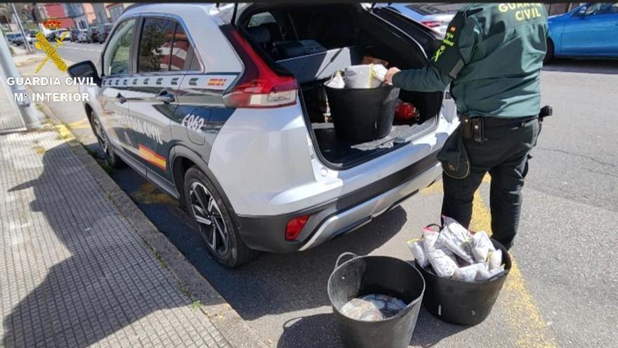 La Guardia Civil decomisa 57 kilos de pulpo ilegal en Bueu