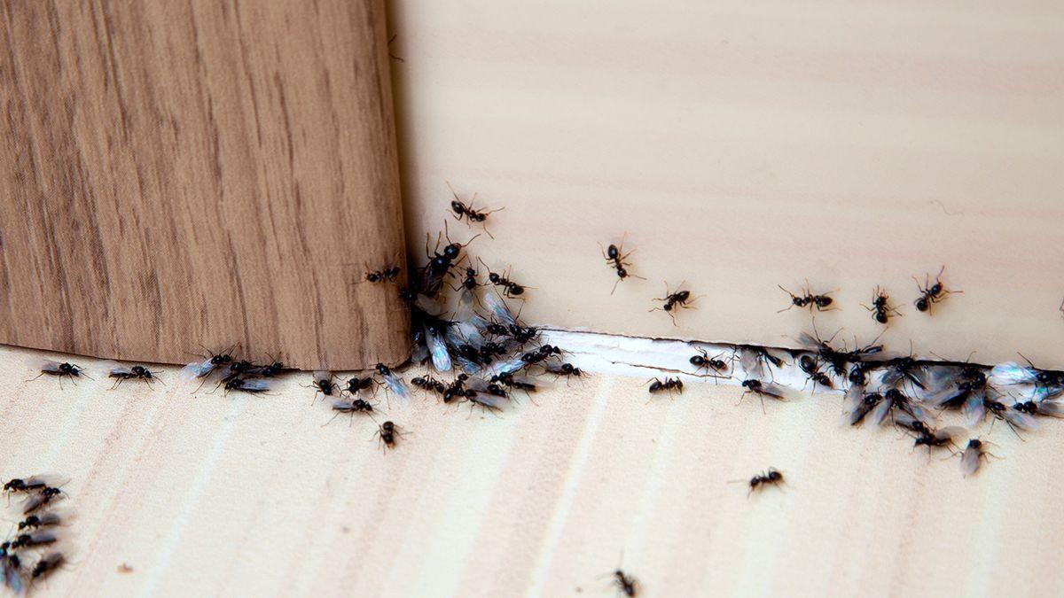 Hormigas en una casa.