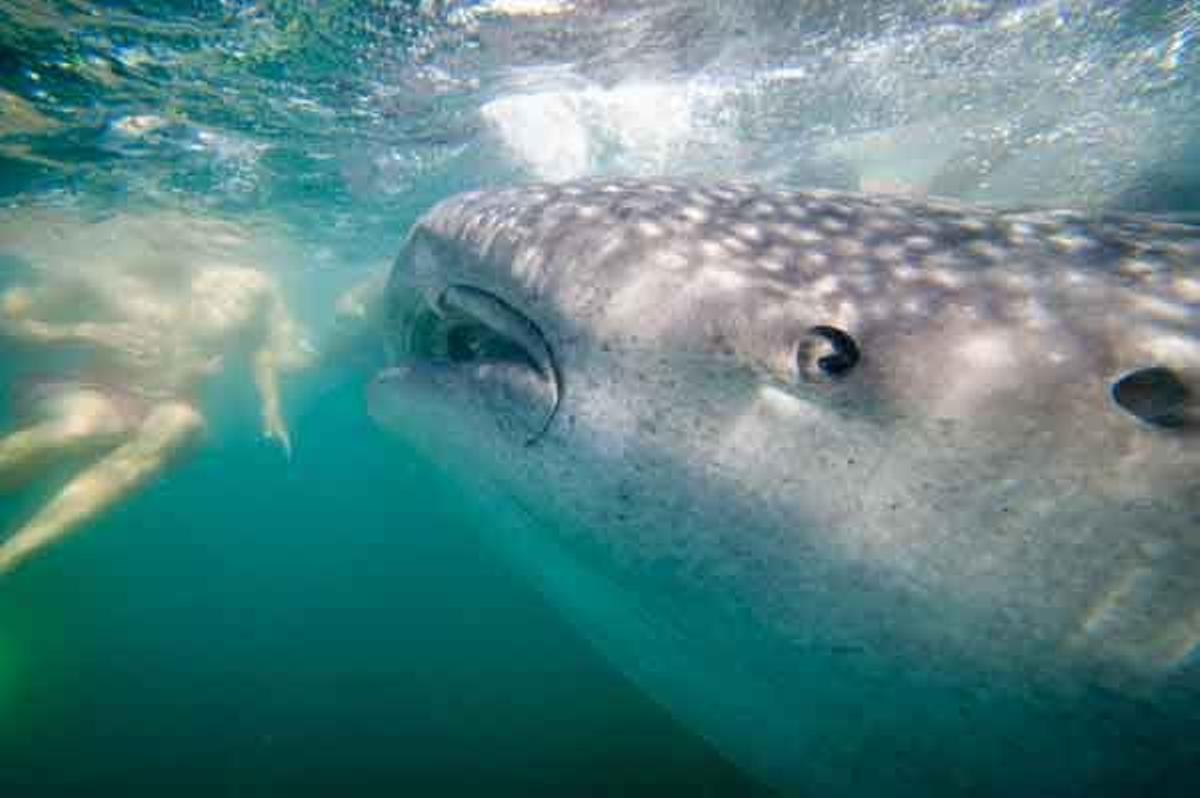 Tiburón ballena en la Isla de Luzón en Filipinas.