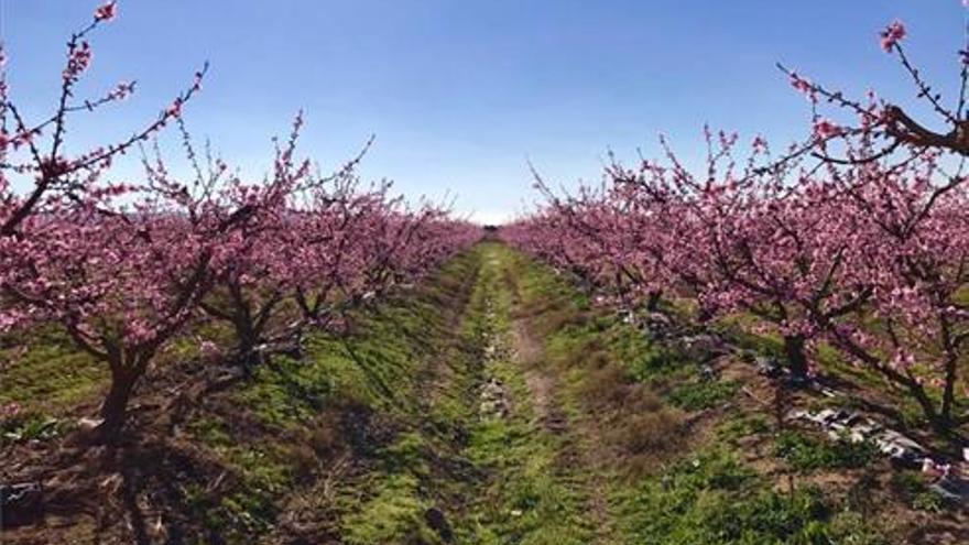 La Unión denuncia que una petición de ayudas al Gobierno discrimina a la fruta extremeña