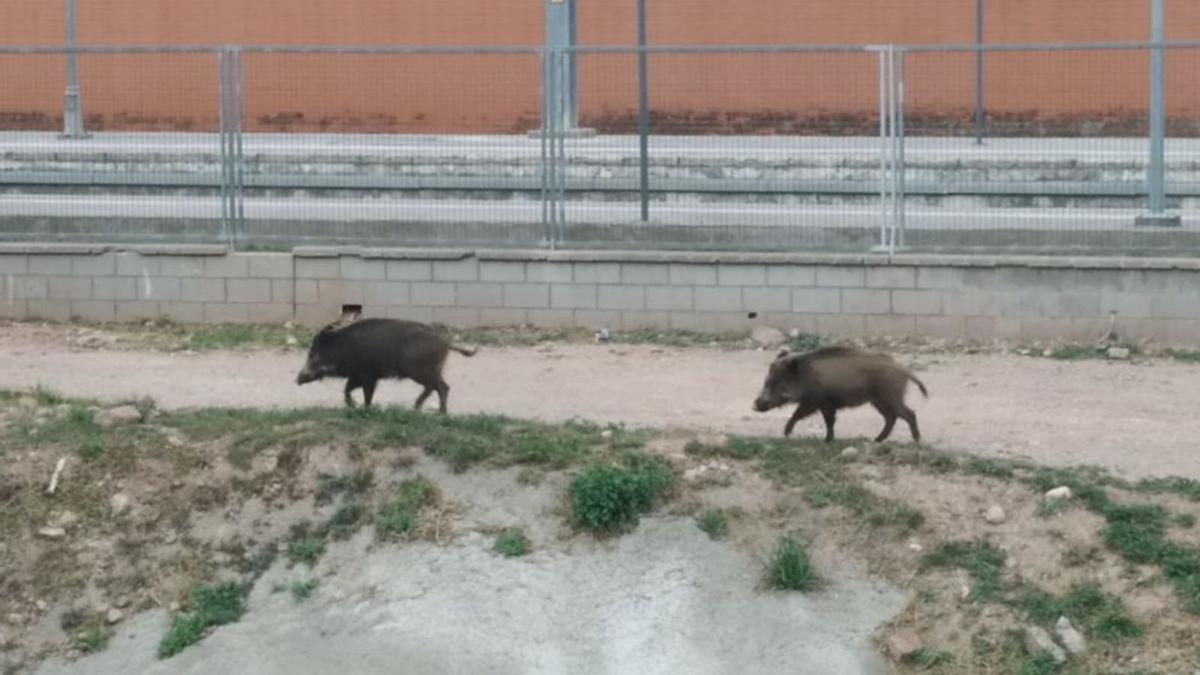 Dos porcs senglars, a prop de la l’estació de FGC | ARXIU PARTICULAR