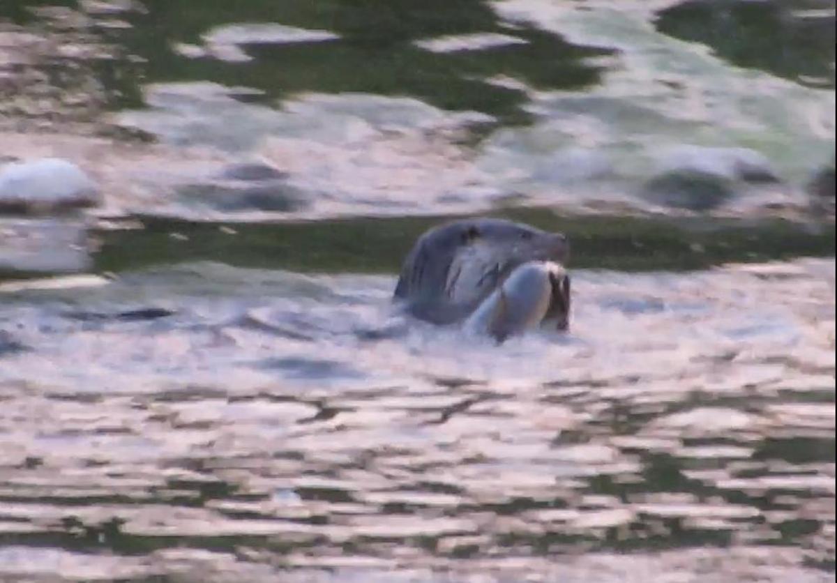 Foto de una nutria extraída de un vídeo grabado por Azael Tormo en el río Albaida en Manuel