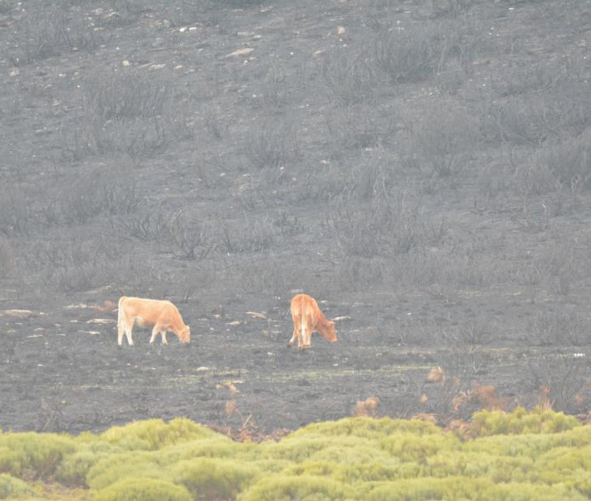 "¡Dónde van a comer las vacas si están degollados los prados!"