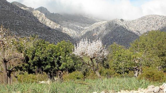 Mandelblüte auf Mallorca