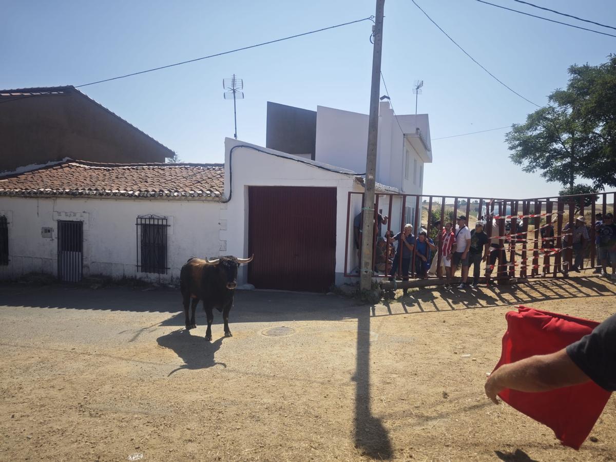 Unos toros "reservones" y unas vacas "muy bravas" ponen el broche a las fiestas de El Maderal Unos toros "reservones" y unas vacas "muy bravas" ponen el broche a las fiestas de El Maderal