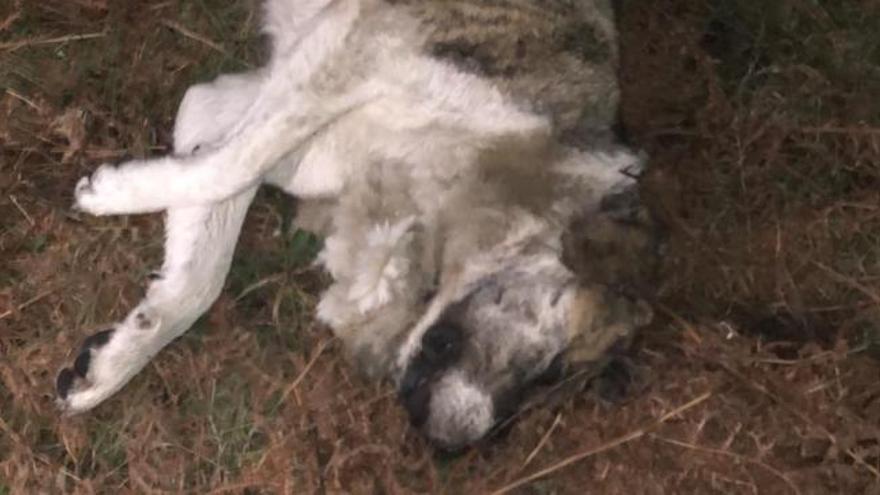 Maltrato animal | Localizan un perro muerto en Baiona