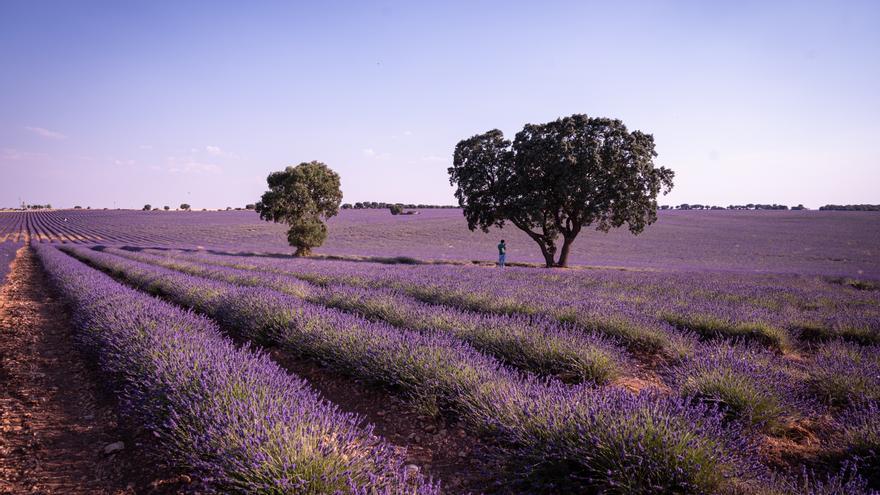 Los espectaculares campos de lavanda en flor (Brihuega)