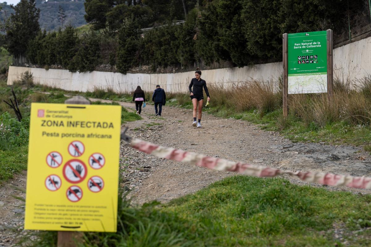 Diversos carteles en el Parque de Collserola advierten de que el área está infectada, 12 de marzo de 2026