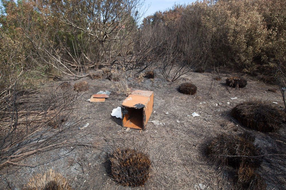 El día después del incendio en ses Feixes