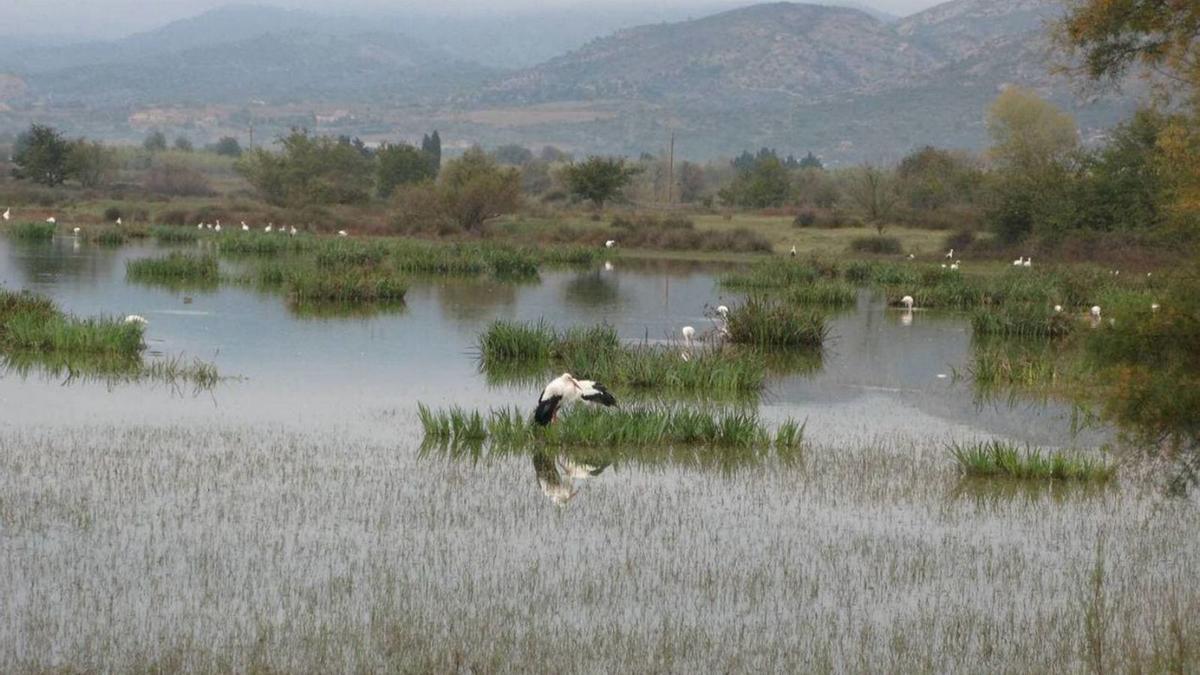 Una cigonya als Aiguamolls de l’Empordà on s’ha detectat el focus. | ACCIÓ CLIMÀTICA