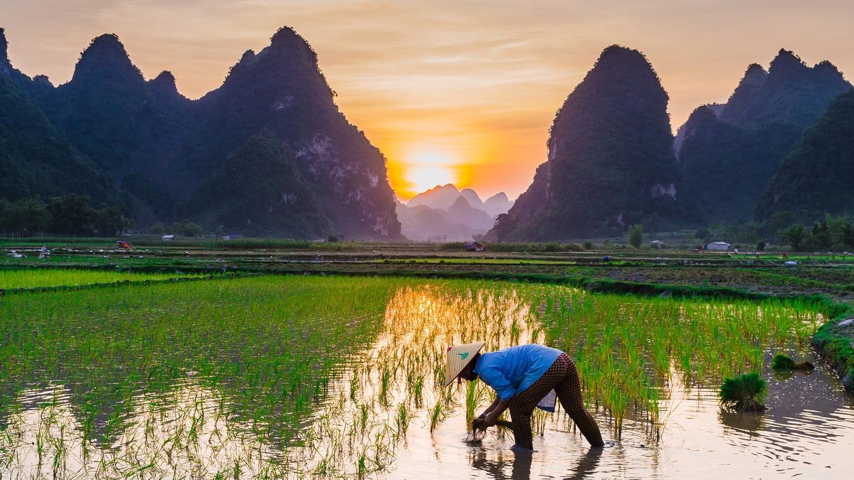 Campo de arroz en Asia.