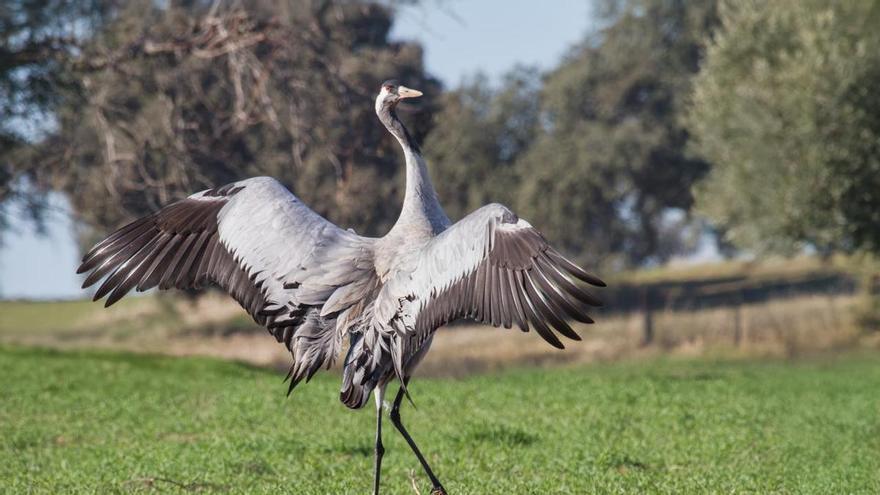 Los Pedroches, un oasis para las grullas: más de 6.000 aves llegan procedentes del norte de Europa