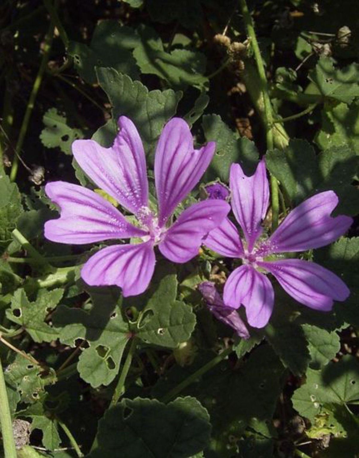 Malva | // D.P.