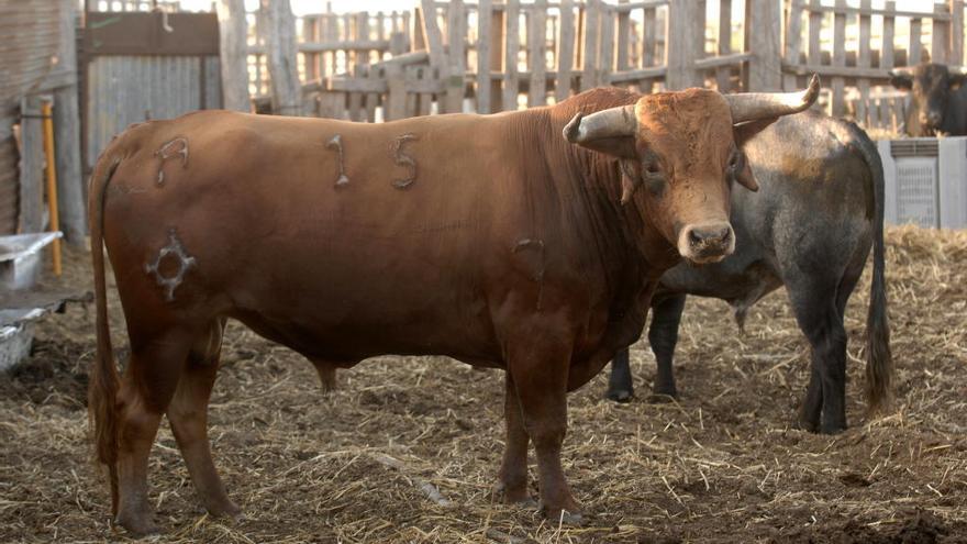 Toros de lidia en una ganadería.