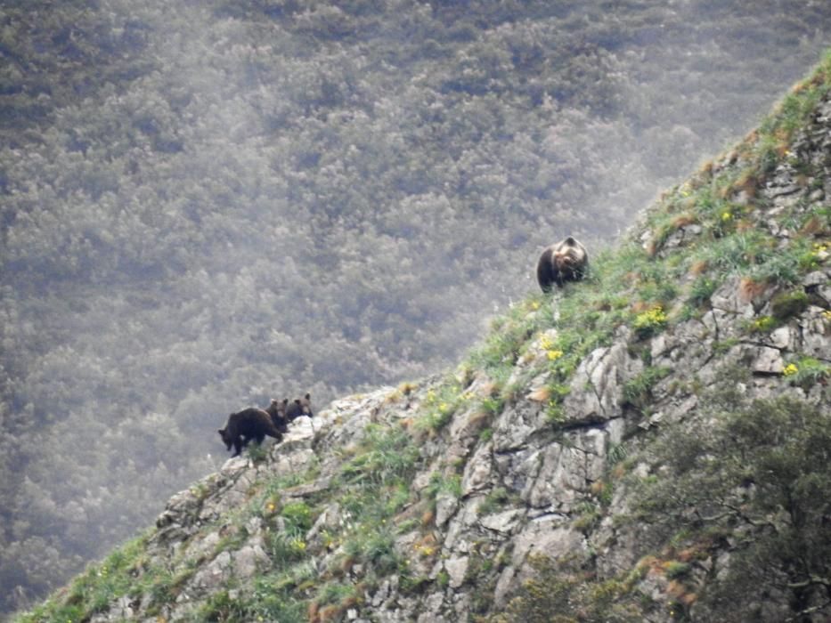 Osos en Somiedo