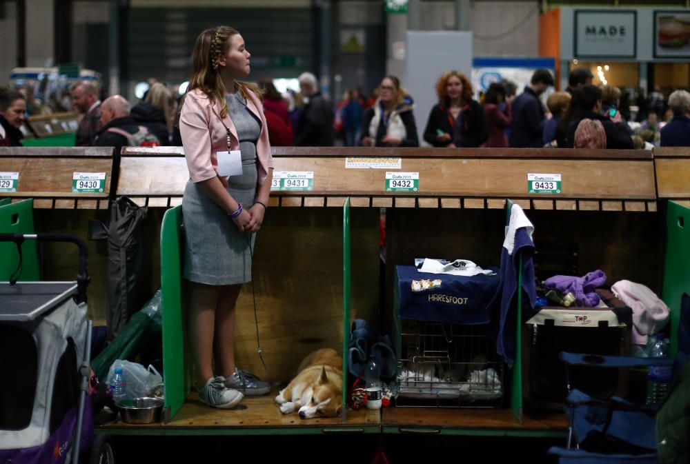 Crufts 2019: L'exhibició de gossos més gran del món