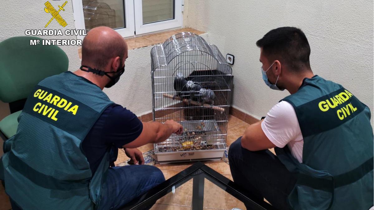 Detenidos por robar 14 aves exóticas en Totana y Molina