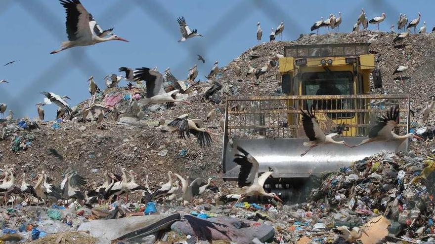 Cigüeñas acampan en el vertedero de la capital.